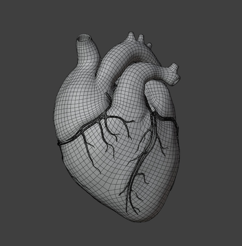 Realistic 3D Human Heart Model  Animated  Game Ready  PBR Low-poly 3D model_10
