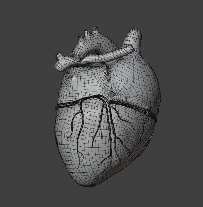 Realistic 3D Human Heart Model  Animated  Game Ready  PBR Low-poly 3D model_11