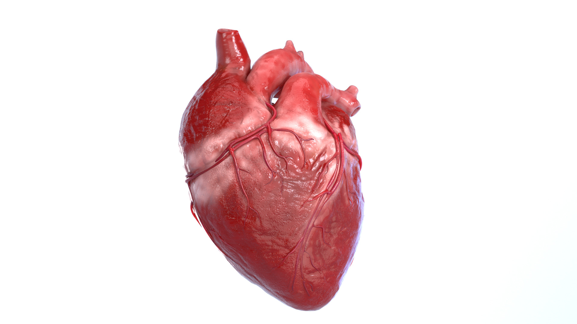 Realistic 3D Human Heart Model  Animated  Game Ready  PBR Low-poly 3D model_6