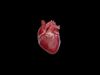 Realistic 3D Human Heart Model  Animated  Game Ready  PBR Low-poly 3D model_1