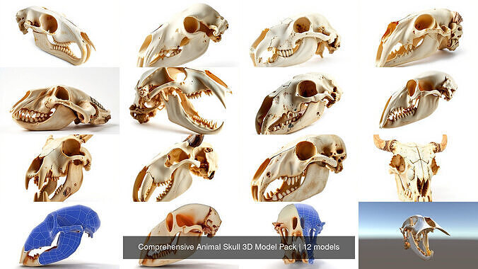Comprehensive Animal Skull 3D Model Pack 3D Model Collection