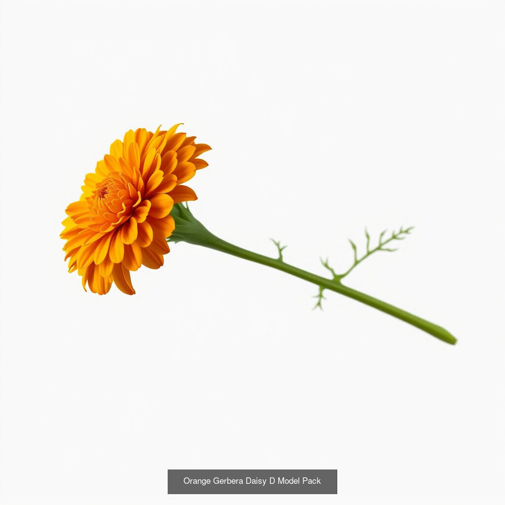 Elegant Floral Model Collection _16