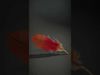 Vibrant Orange Feather Model Pack Low-poly 3D model_2