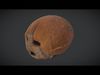 Coconut Low-poly 3D model_1