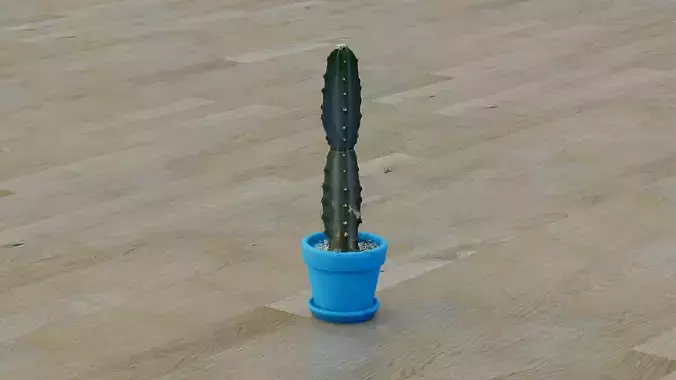 Potted cactus plant