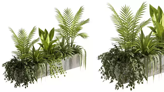 Indoor plants- Hanging Plants in Box- set177