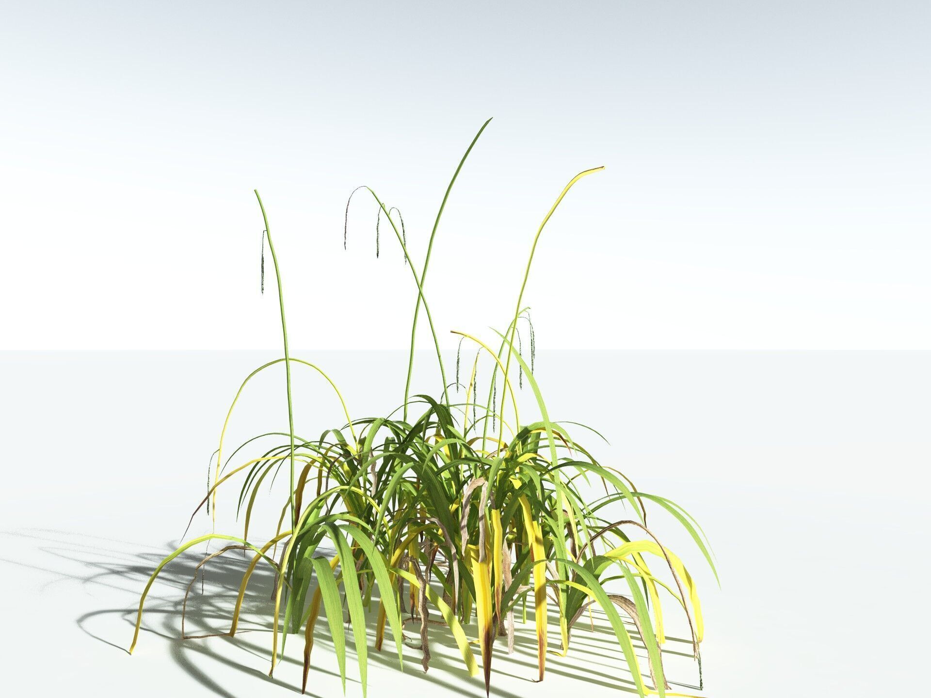 EVERYPlant Pendulous Sedge LowPoly Low-poly 3D model_14
