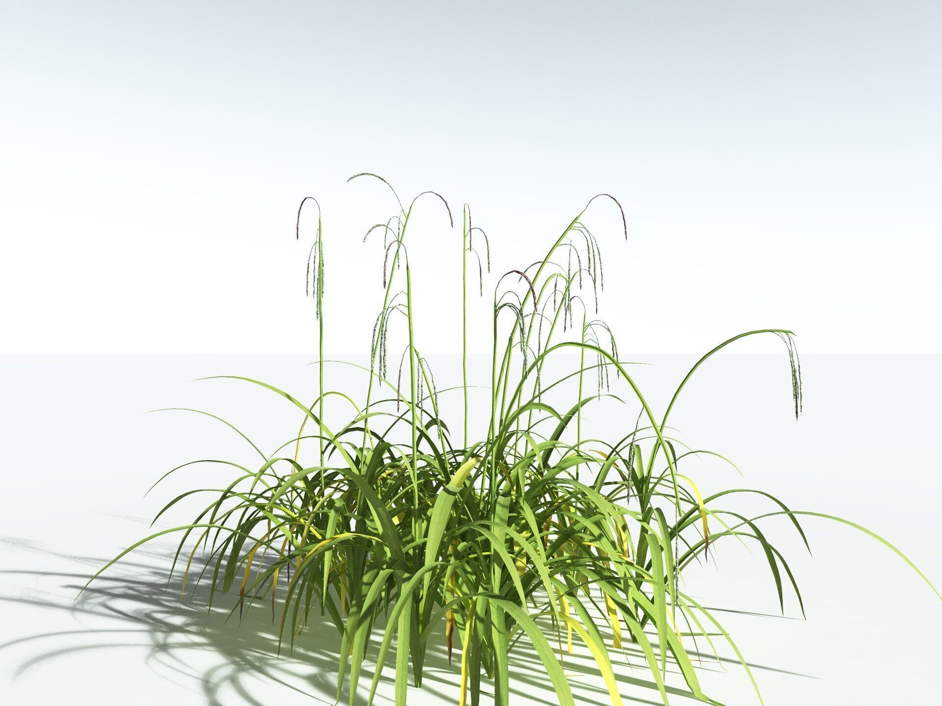 EVERYPlant Pendulous Sedge LowPoly Low-poly 3D model_12