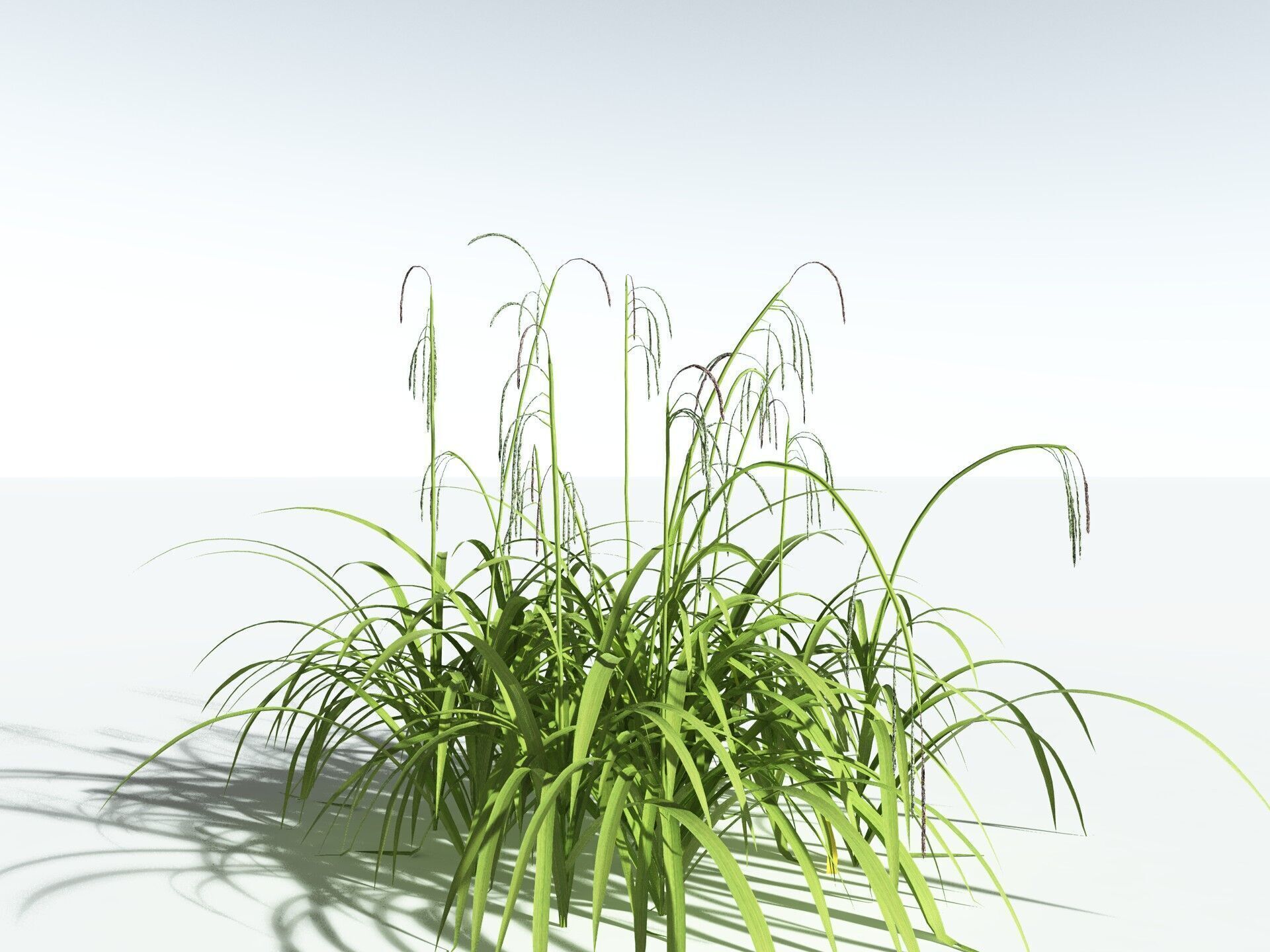 EVERYPlant Pendulous Sedge LowPoly Low-poly 3D model_2
