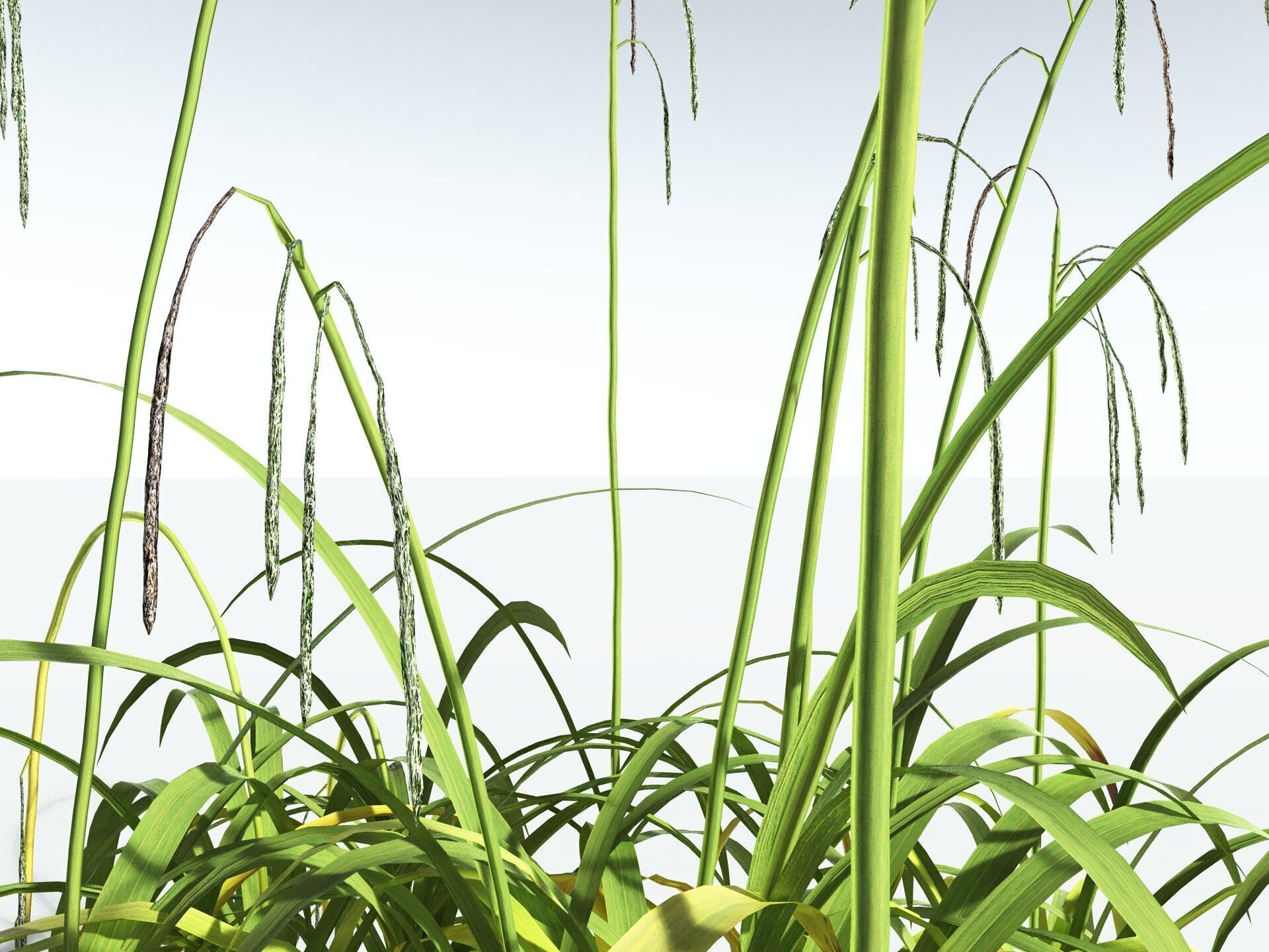 EVERYPlant Pendulous Sedge LowPoly Low-poly 3D model_13
