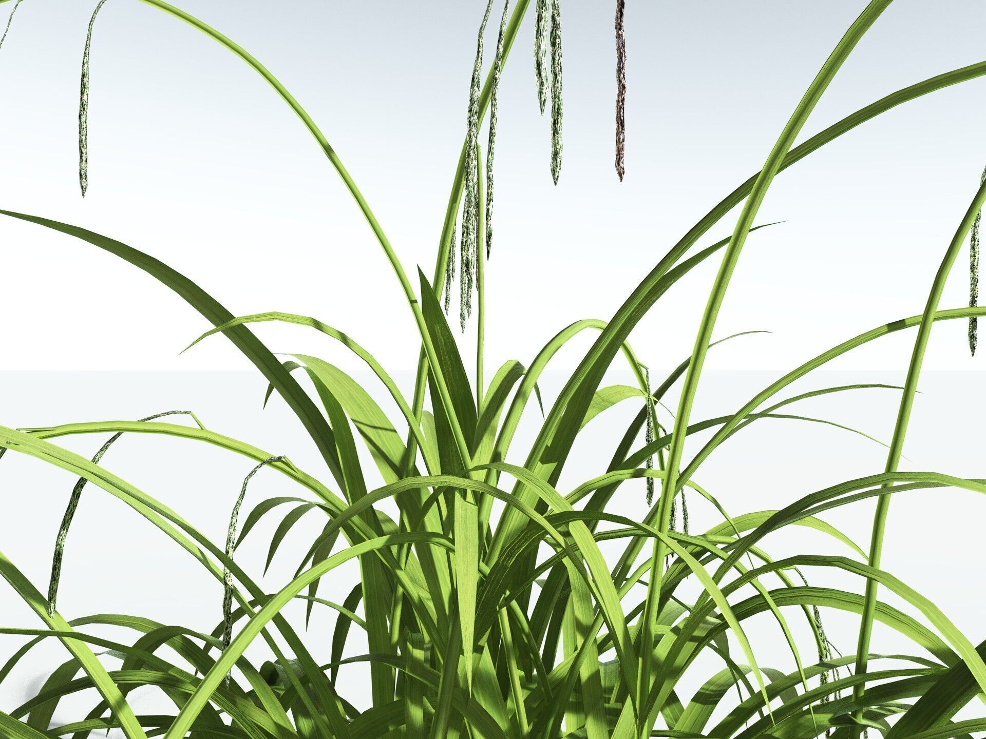 EVERYPlant Pendulous Sedge LowPoly Low-poly 3D model_7