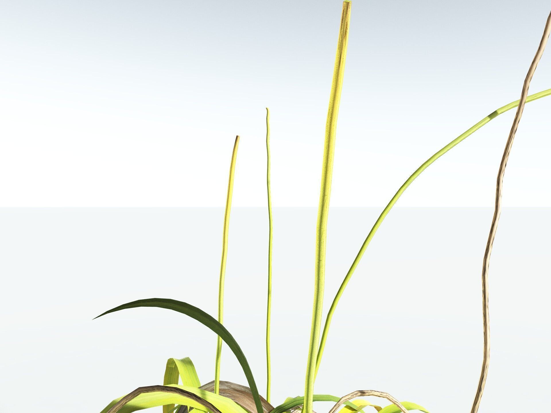 EVERYPlant Pendulous Sedge LowPoly Low-poly 3D model_17