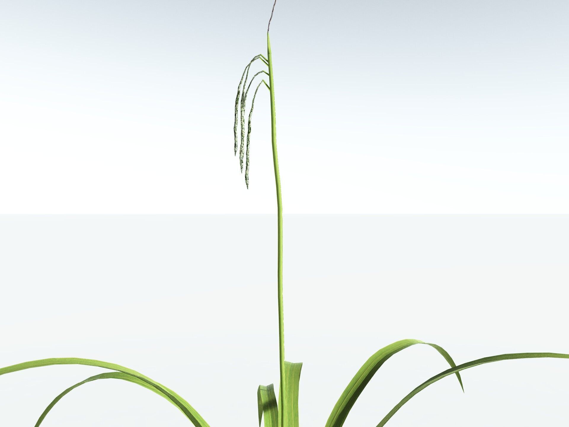 EVERYPlant Pendulous Sedge LowPoly Low-poly 3D model_31