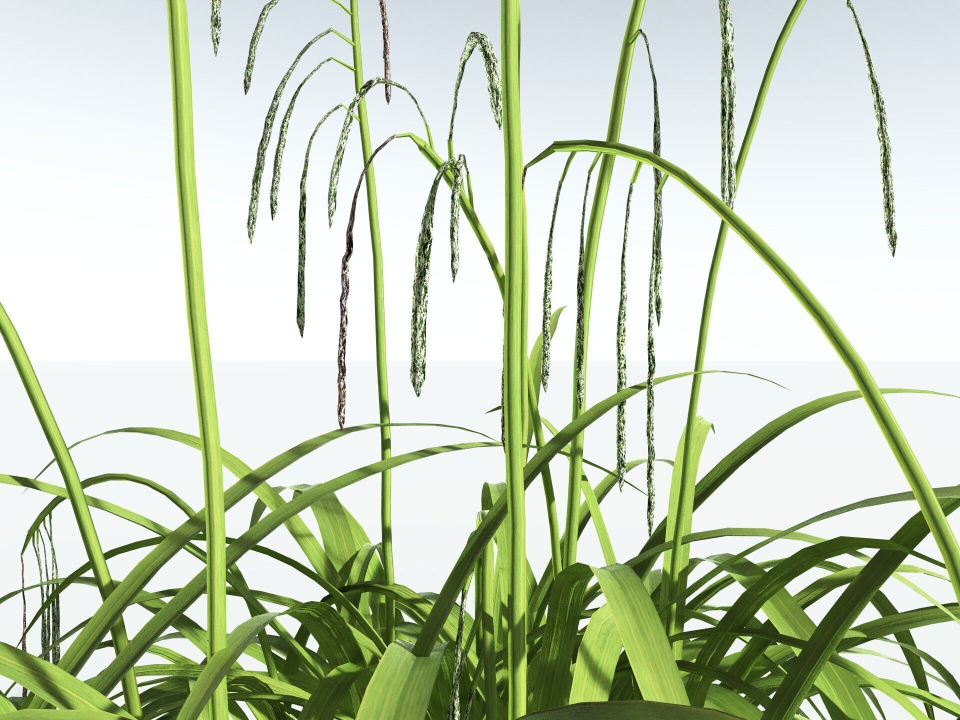 EVERYPlant Pendulous Sedge LowPoly Low-poly 3D model_9