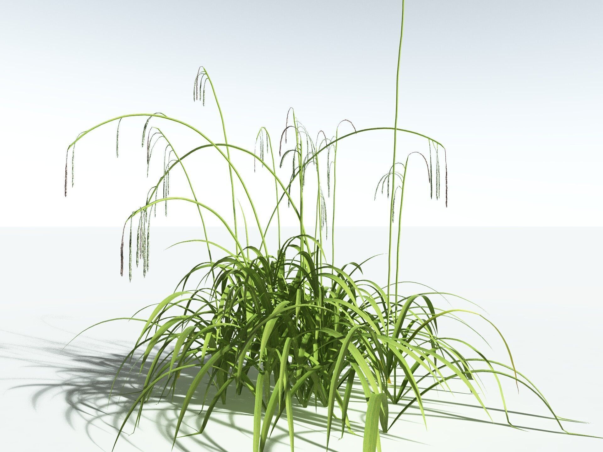 EVERYPlant Pendulous Sedge LowPoly Low-poly 3D model_20