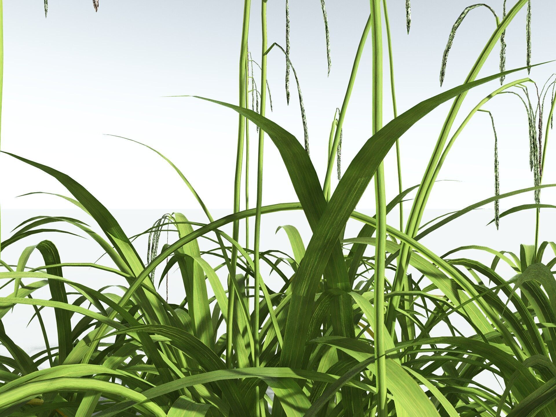 EVERYPlant Pendulous Sedge LowPoly Low-poly 3D model_35