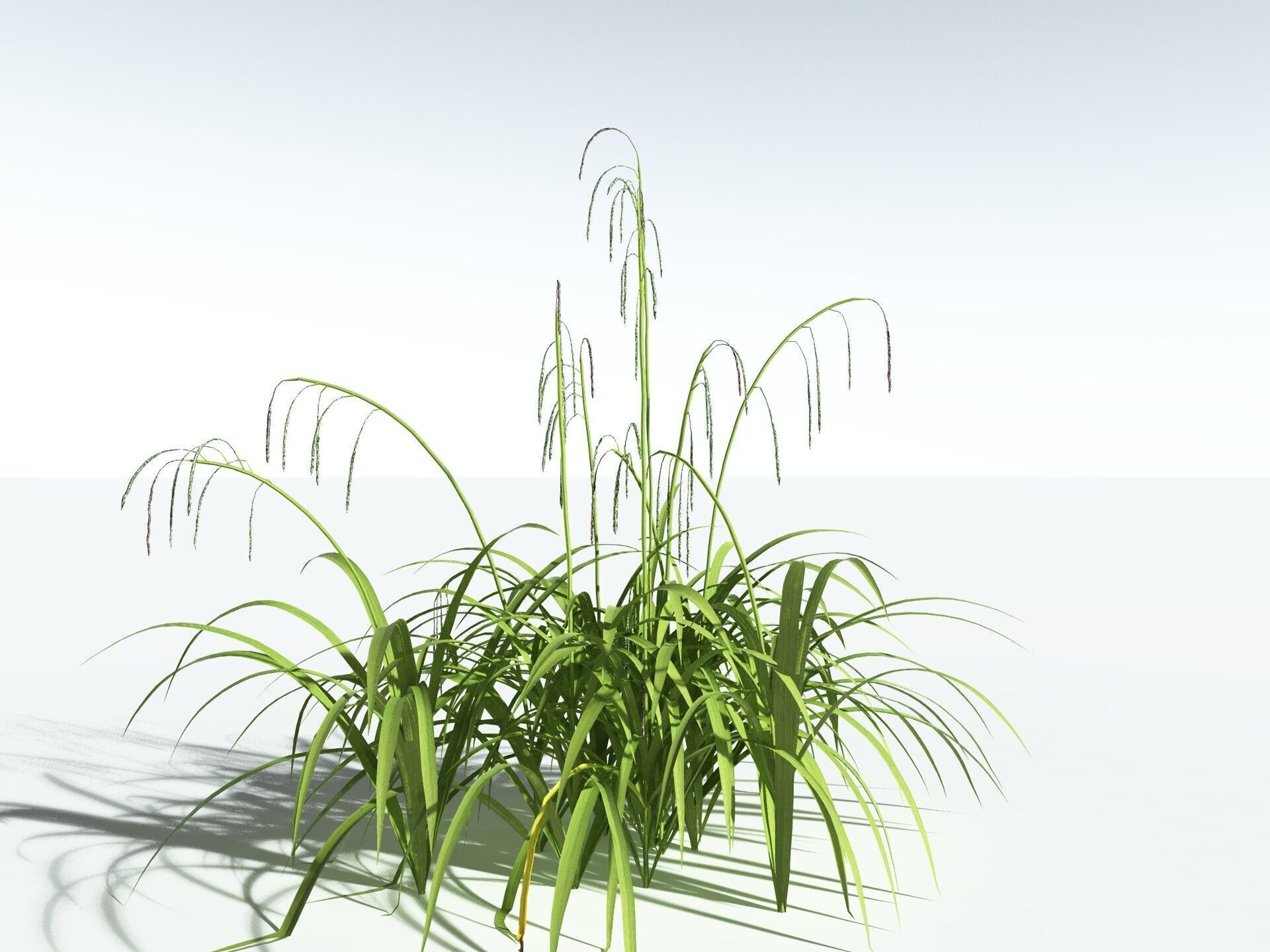 EVERYPlant Pendulous Sedge LowPoly Low-poly 3D model_8