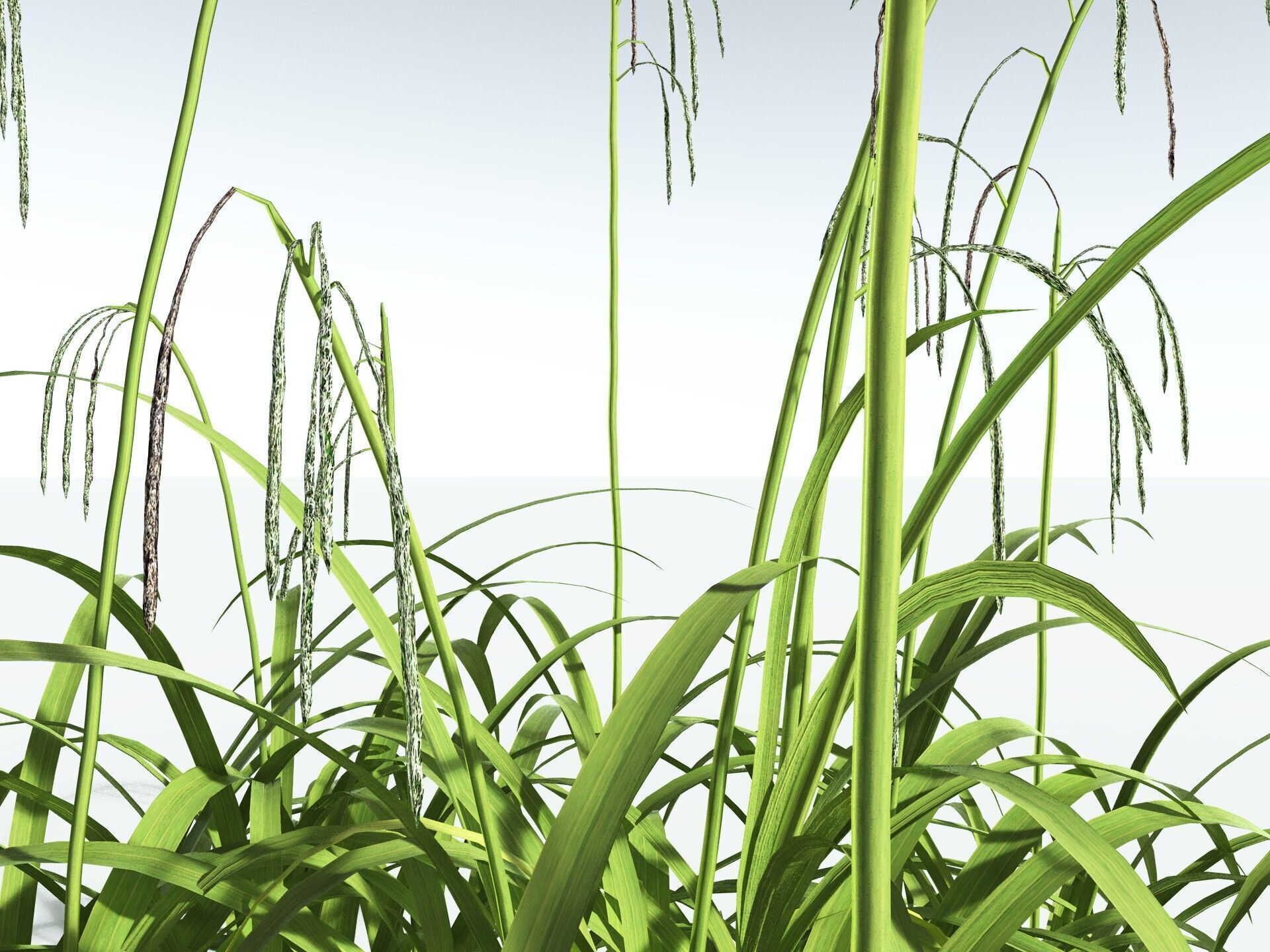 EVERYPlant Pendulous Sedge LowPoly Low-poly 3D model_3