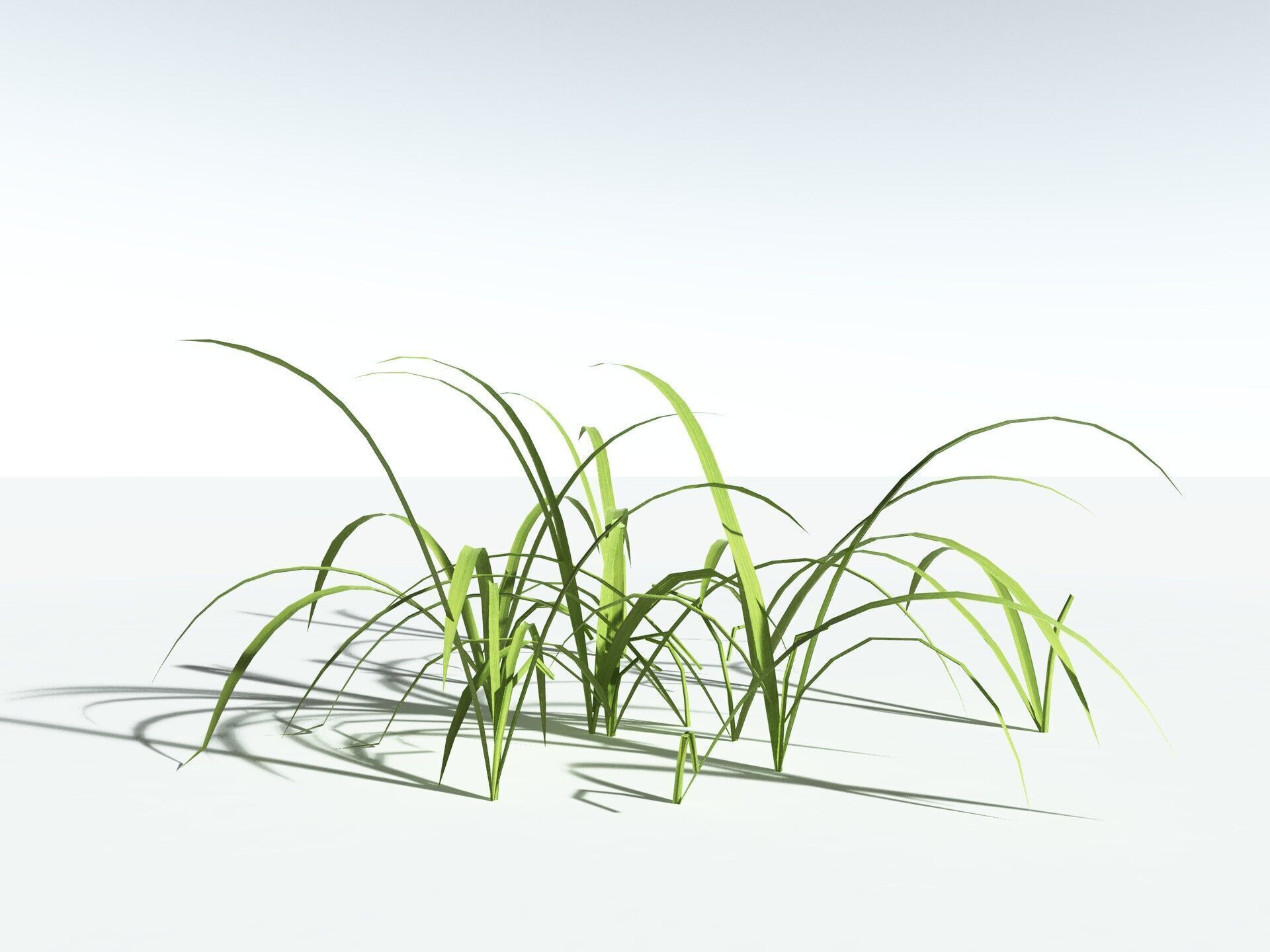 EVERYPlant Pendulous Sedge LowPoly Low-poly 3D model_27