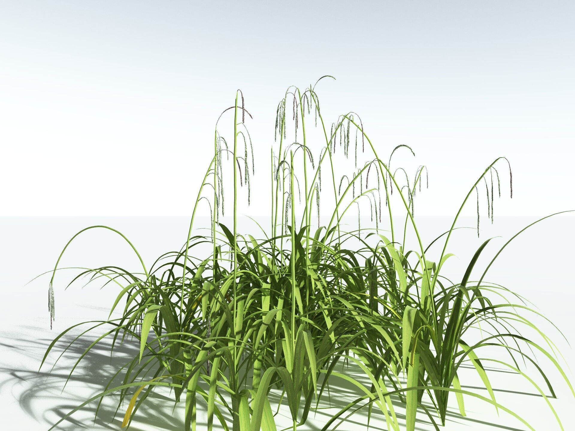 EVERYPlant Pendulous Sedge LowPoly Low-poly 3D model_34