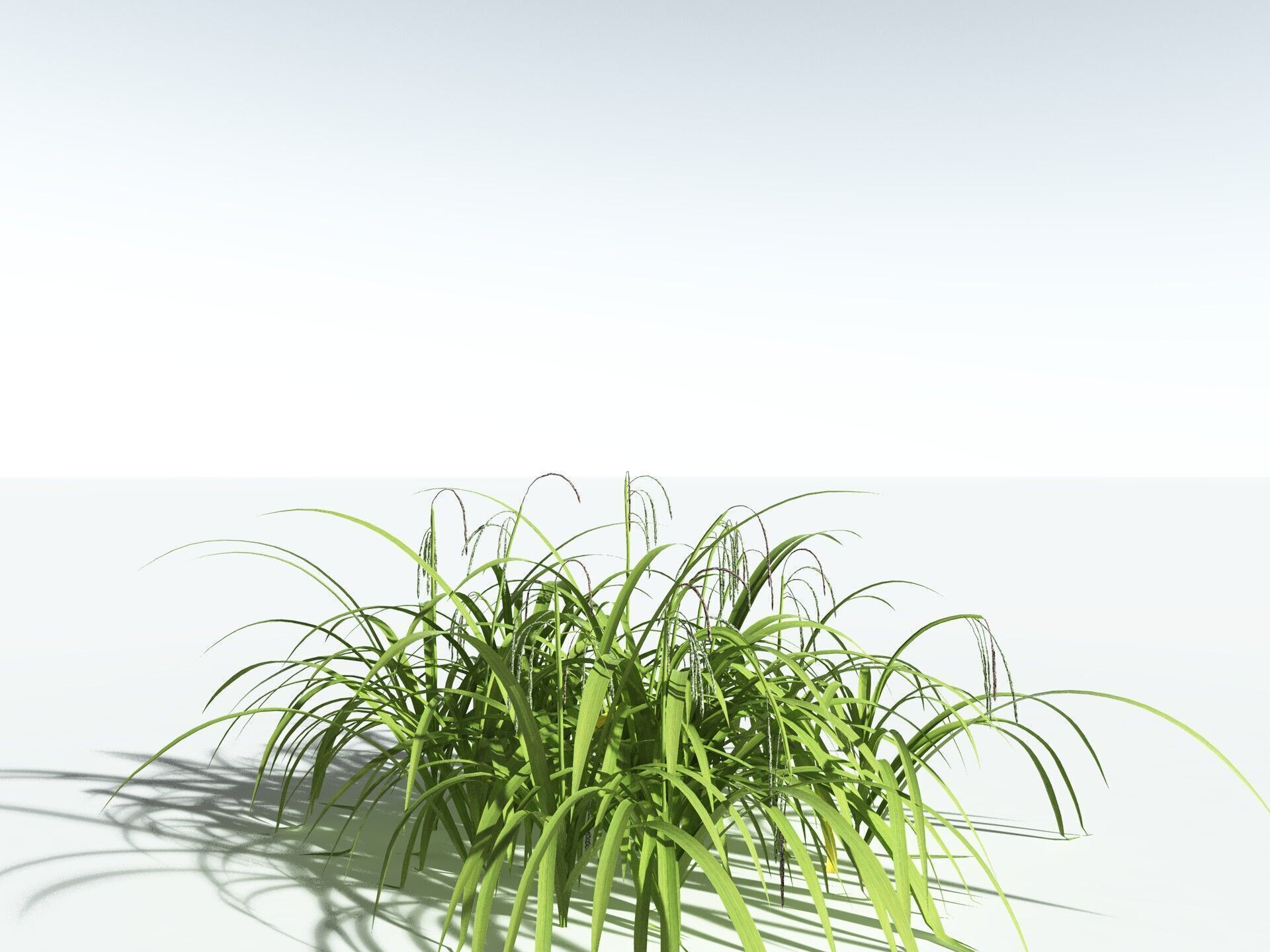 EVERYPlant Pendulous Sedge LowPoly Low-poly 3D model_22