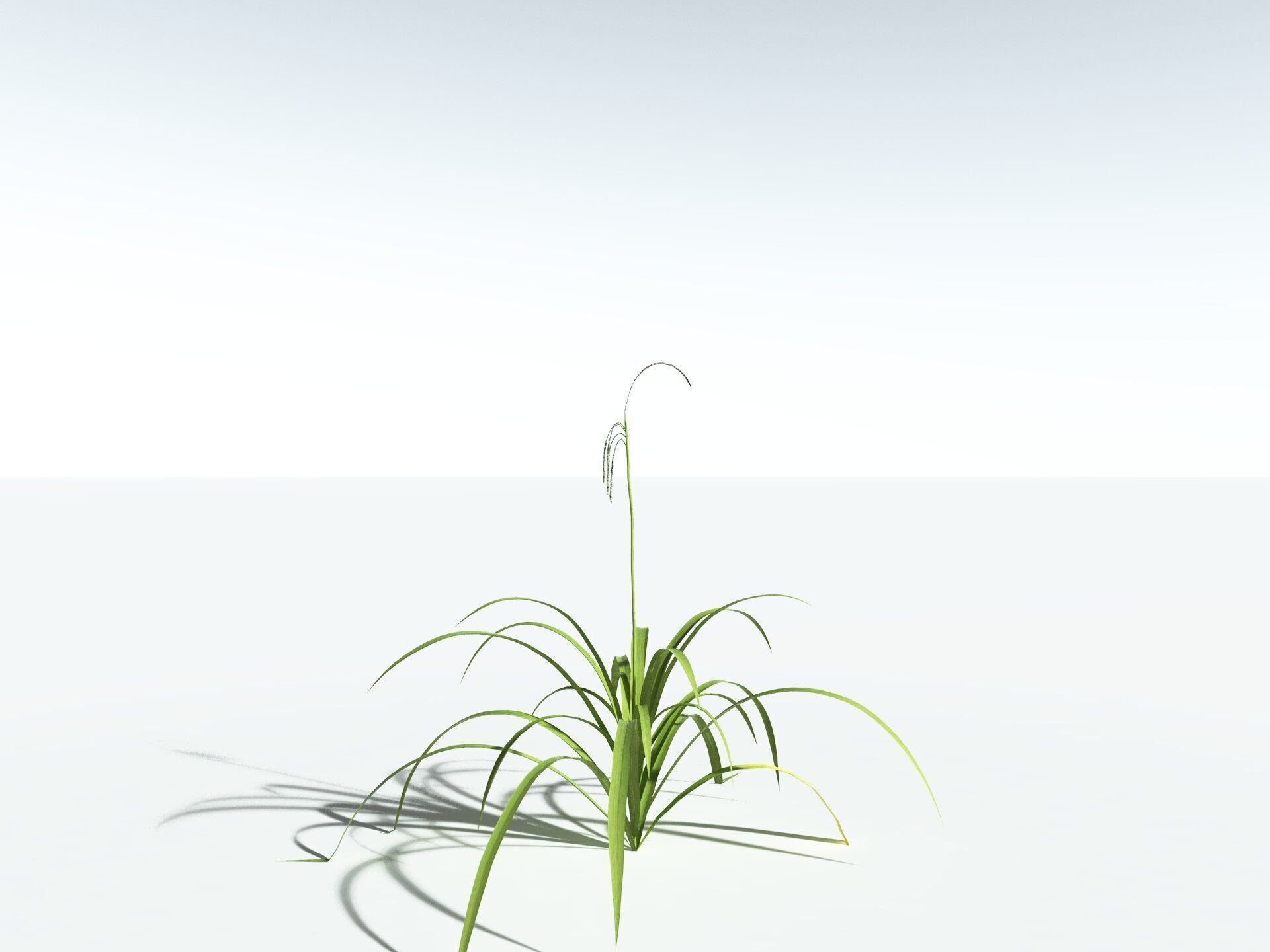 EVERYPlant Pendulous Sedge LowPoly Low-poly 3D model_30