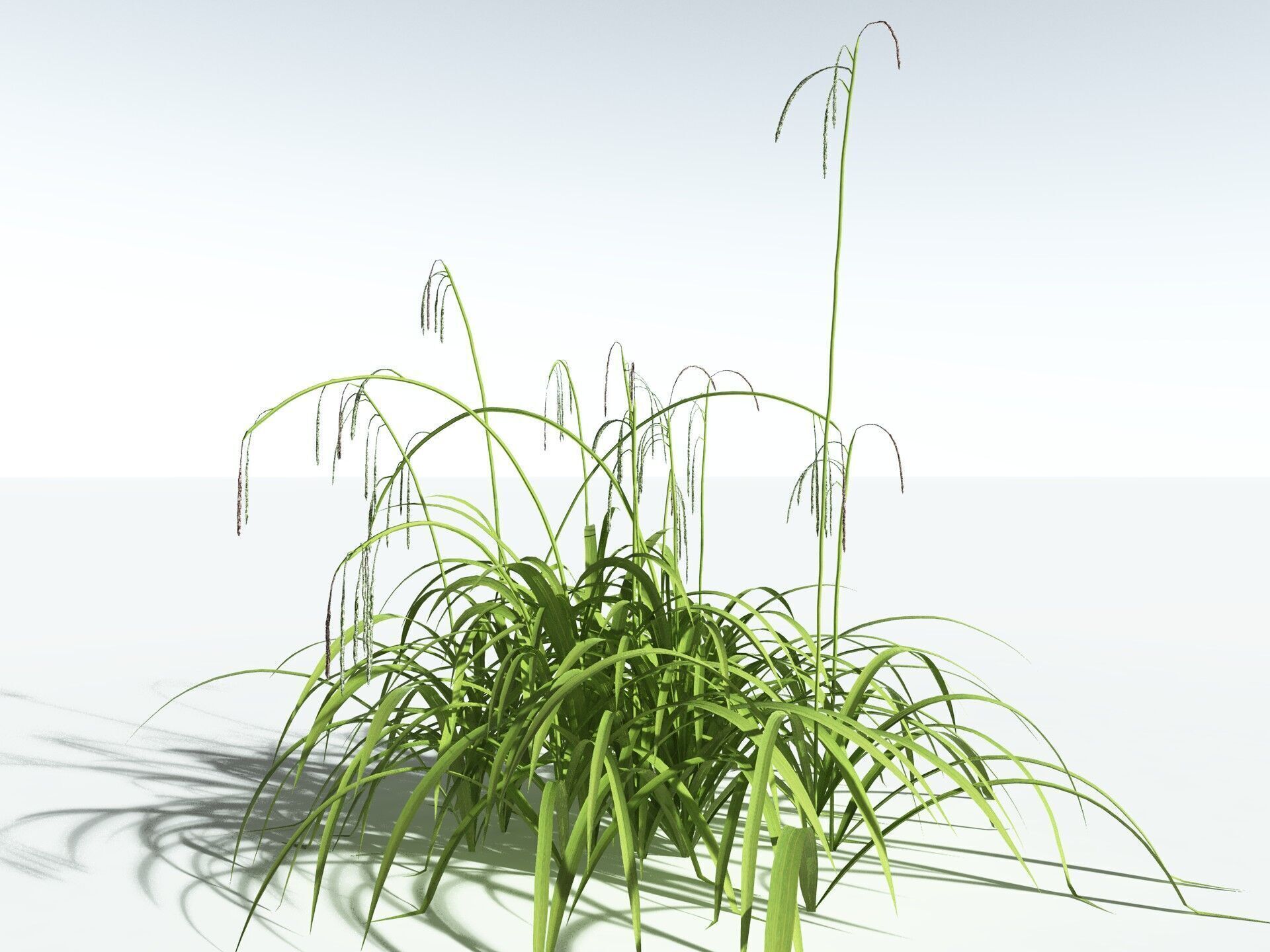 EVERYPlant Pendulous Sedge LowPoly Low-poly 3D model_10