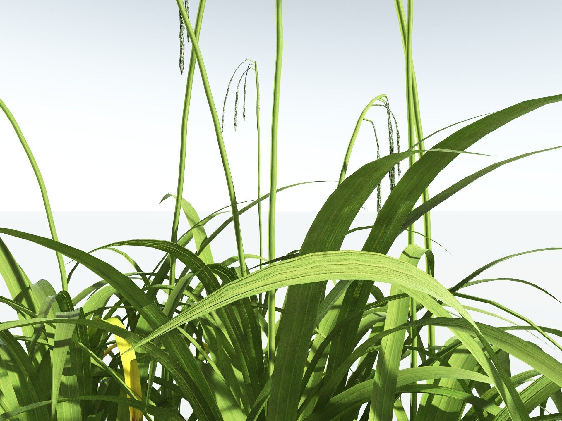 EVERYPlant Pendulous Sedge LowPoly Low-poly 3D model_5