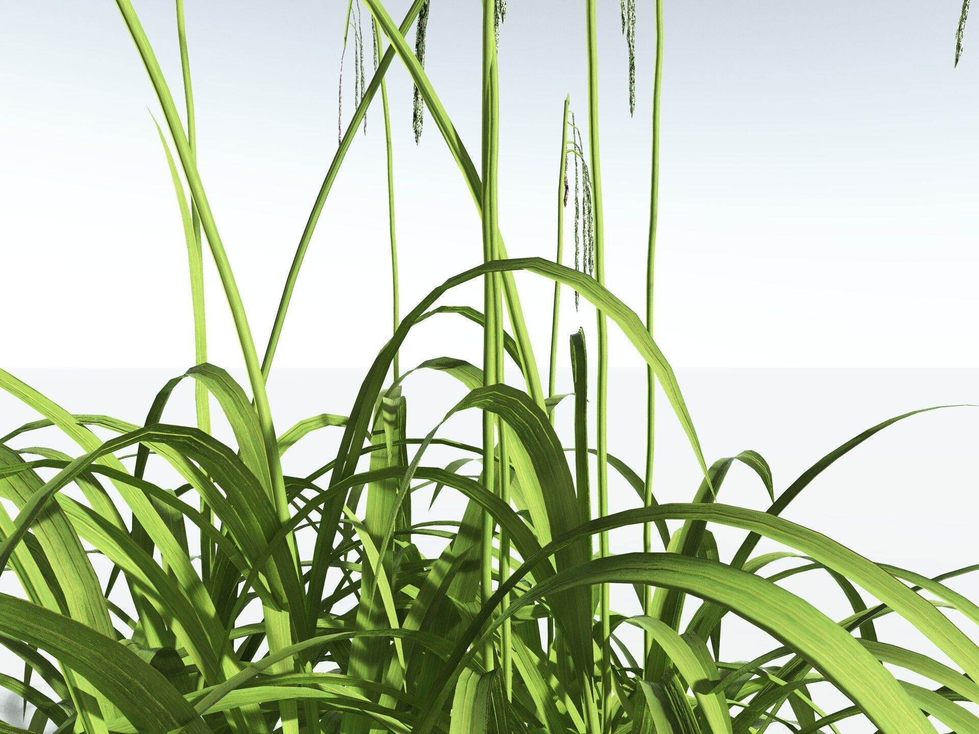 EVERYPlant Pendulous Sedge LowPoly Low-poly 3D model_21