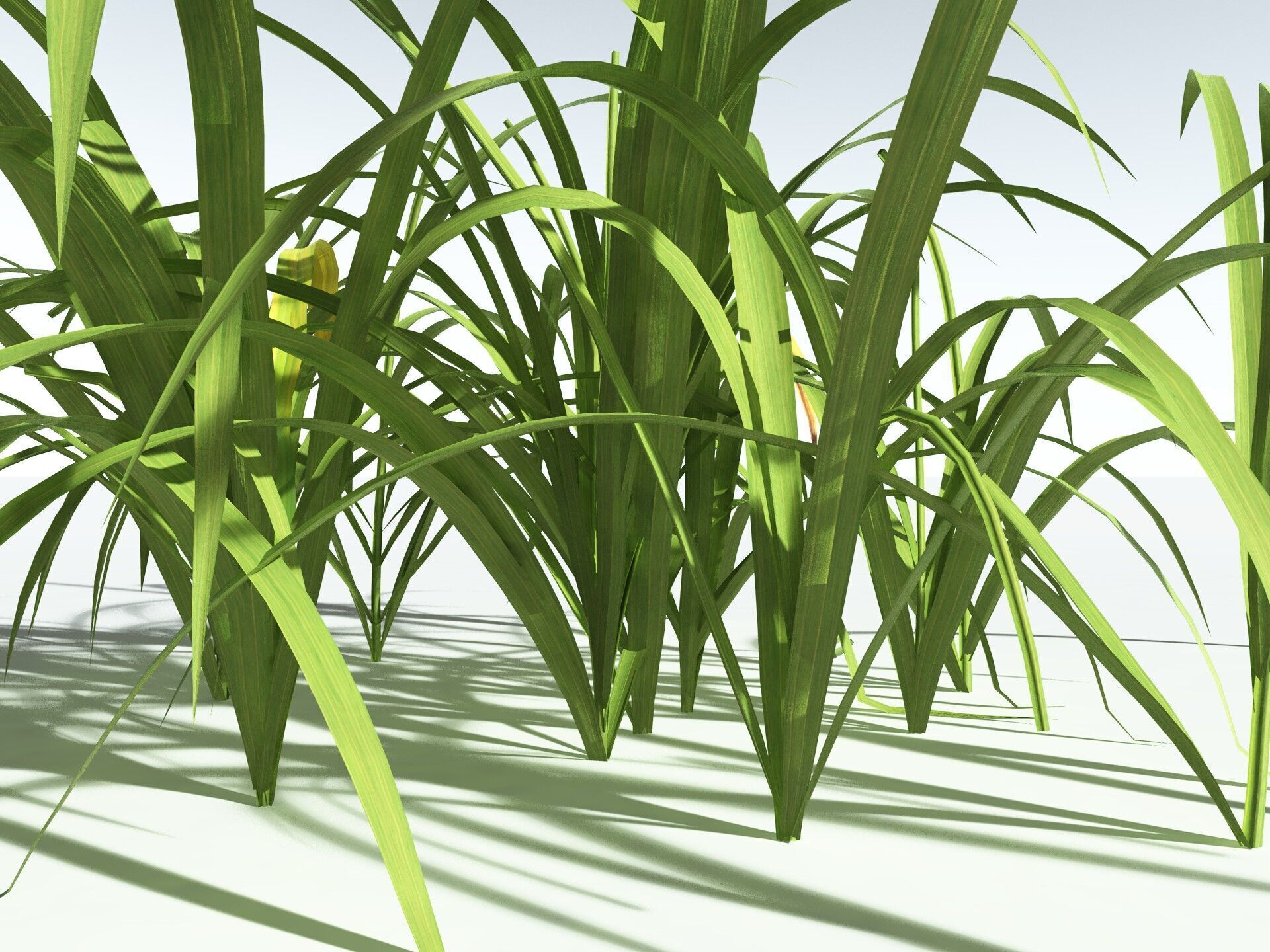 EVERYPlant Pendulous Sedge LowPoly Low-poly 3D model_25