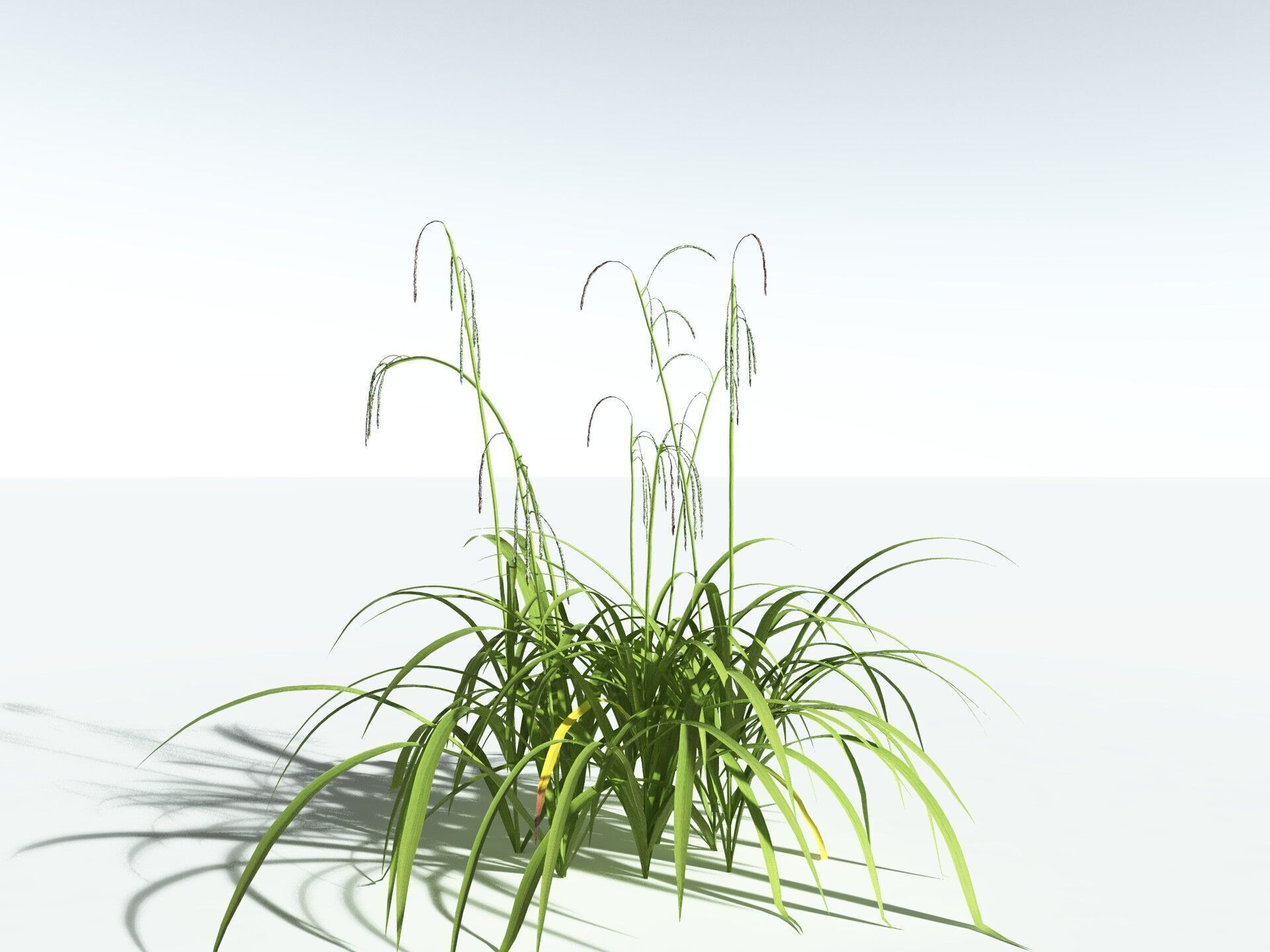 EVERYPlant Pendulous Sedge LowPoly Low-poly 3D model_32