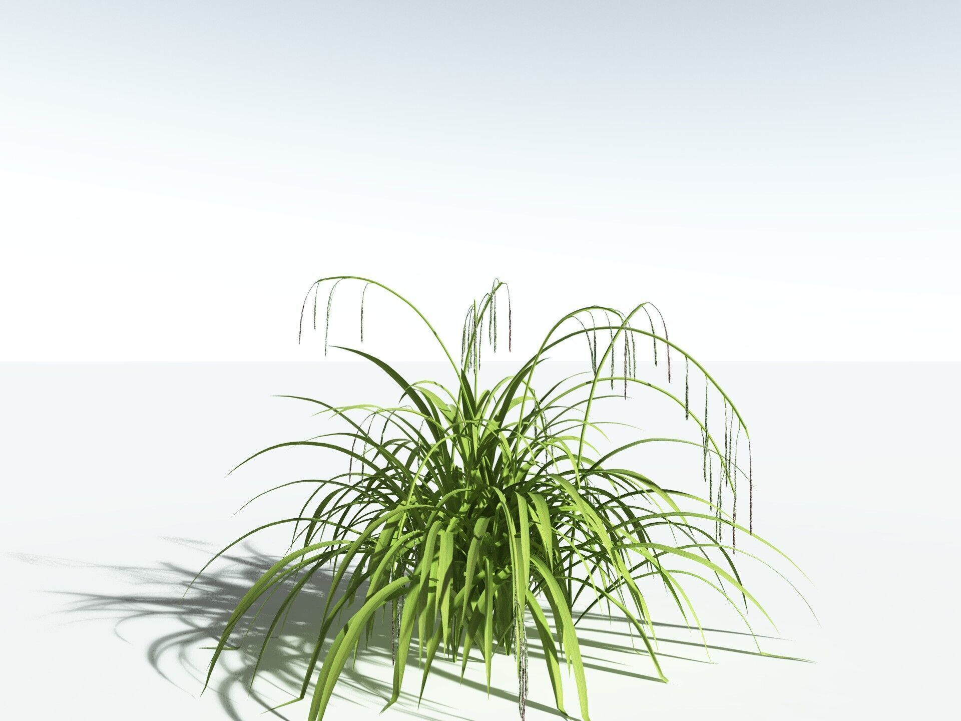 EVERYPlant Pendulous Sedge LowPoly Low-poly 3D model_6