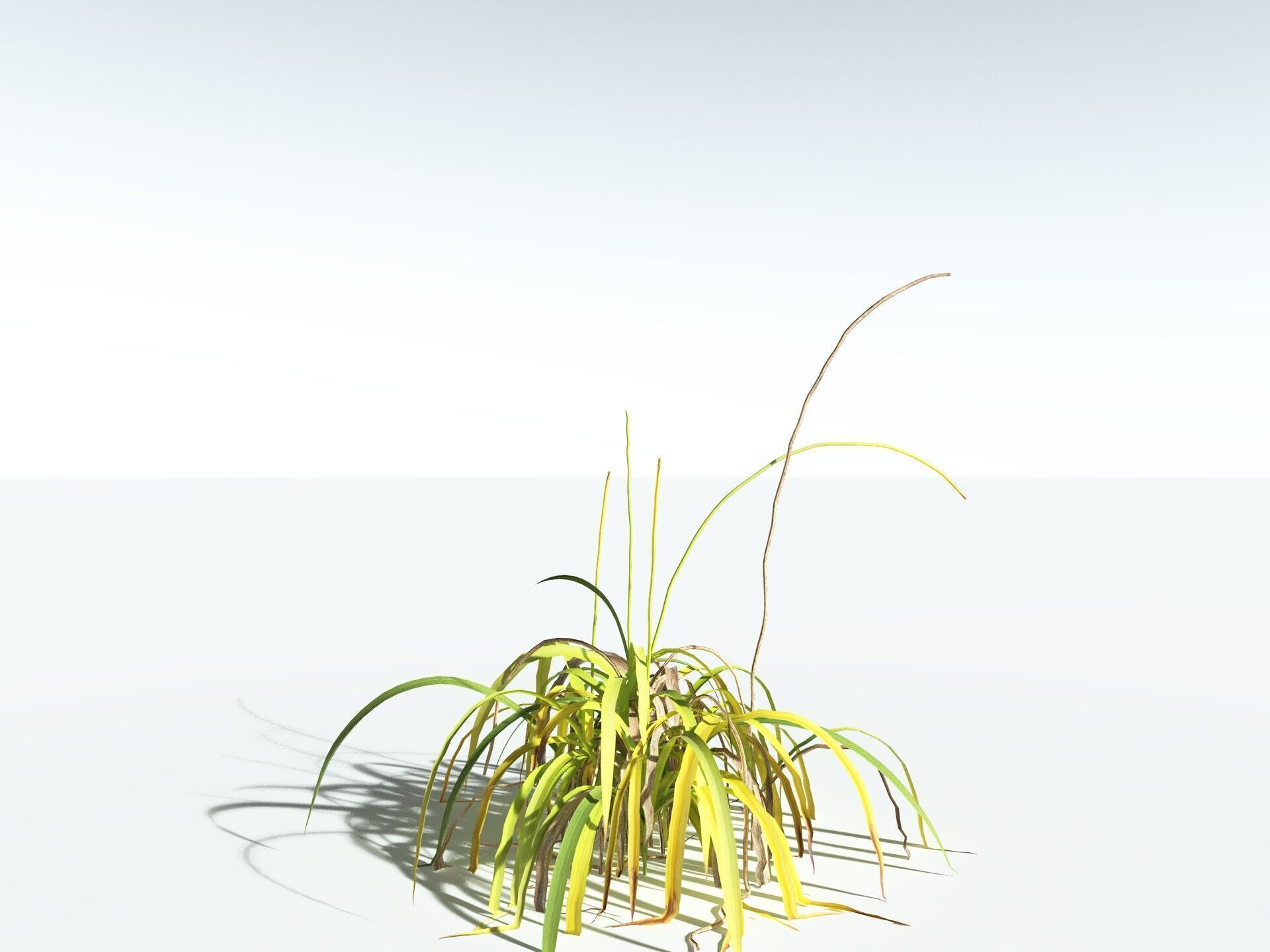 EVERYPlant Pendulous Sedge LowPoly Low-poly 3D model_16