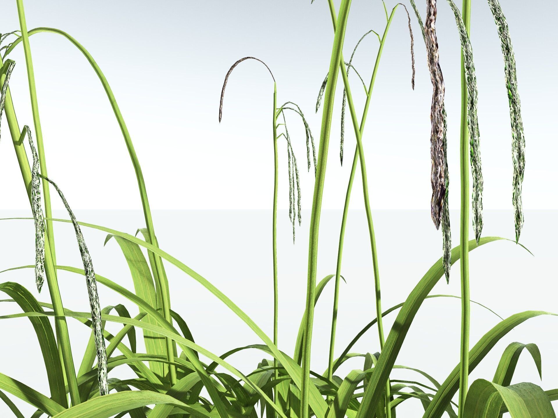 EVERYPlant Pendulous Sedge LowPoly Low-poly 3D model_33