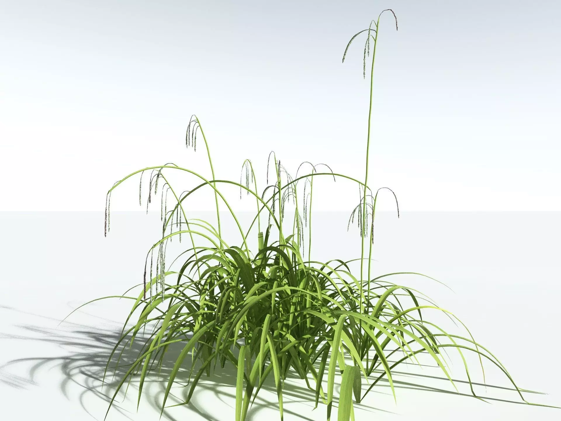 EVERYPlant Pendulous Sedge LowPoly Low-poly 3D model_0