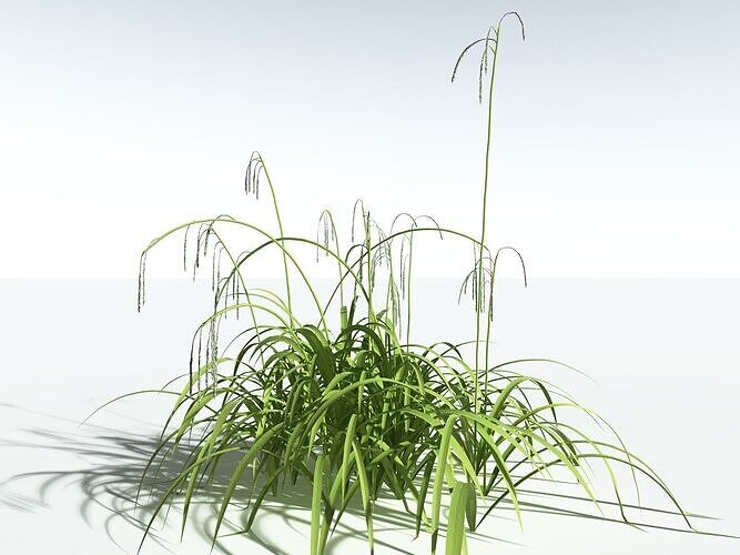 EVERYPlant Pendulous Sedge LowPoly -18 Models- Low-poly 3D model