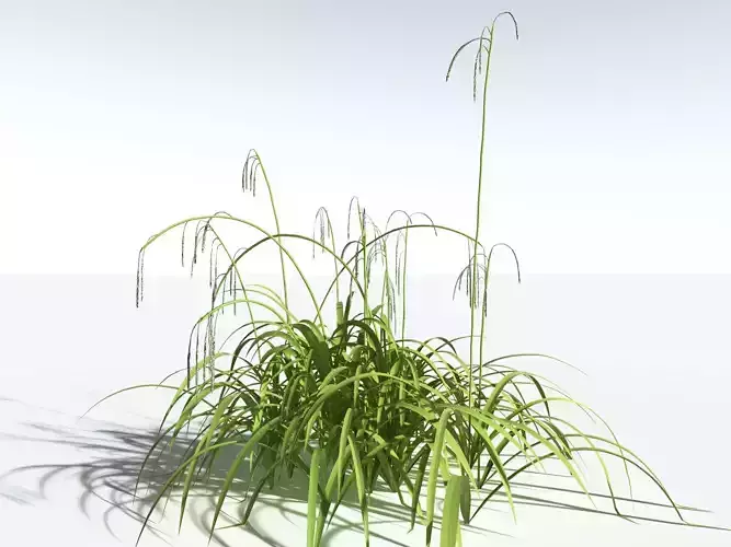 EVERYPlant Pendulous Sedge LowPoly -18 Models- Low-poly 3D model