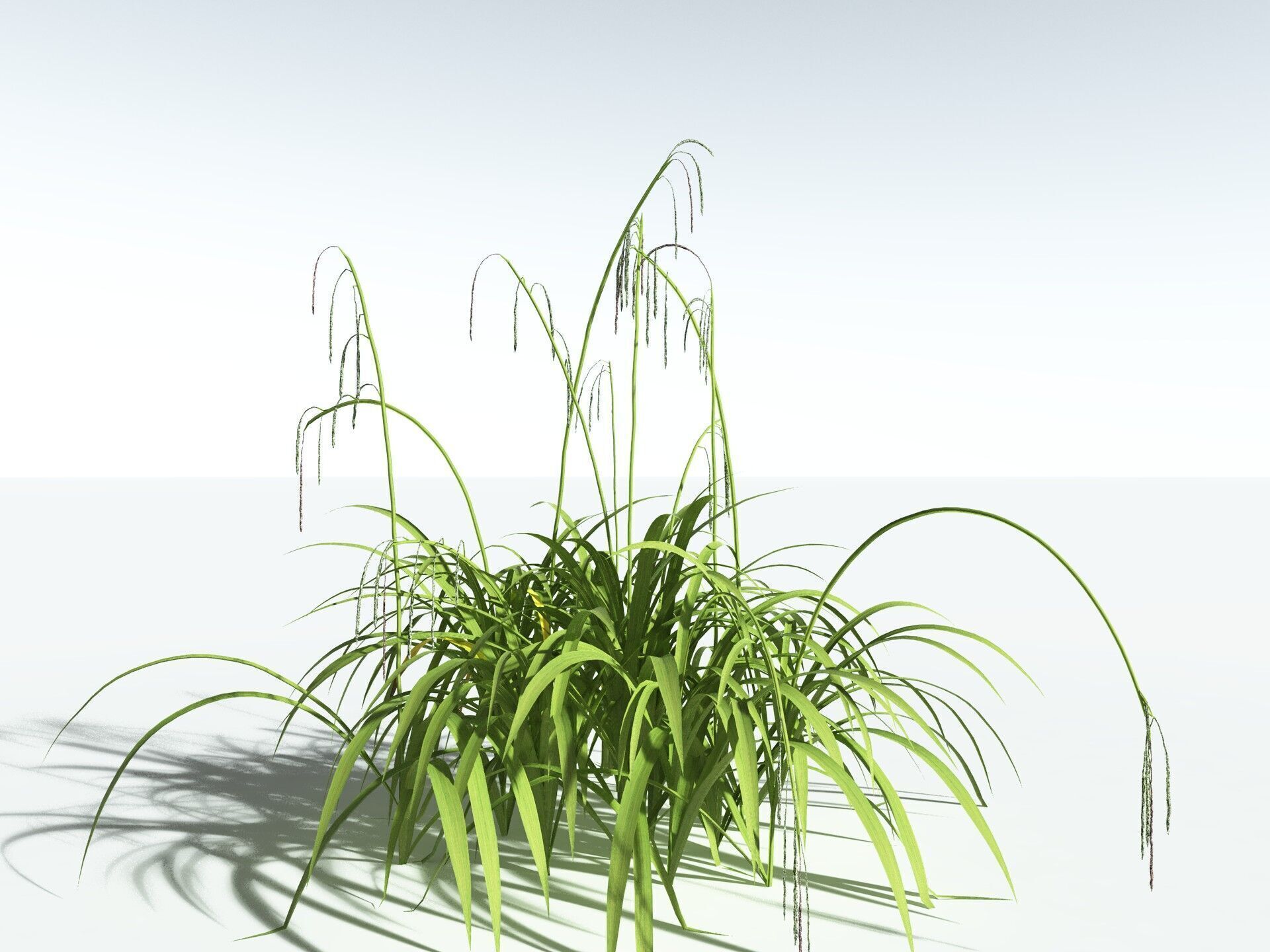 EVERYPlant Pendulous Sedge LowPoly Low-poly 3D model_4