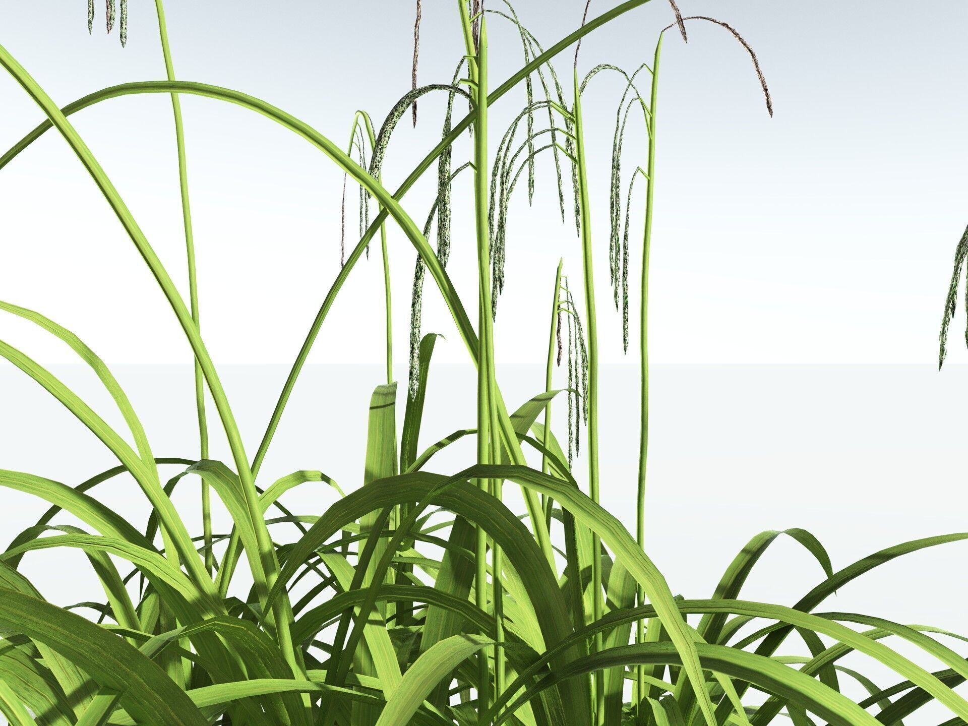EVERYPlant Pendulous Sedge LowPoly Low-poly 3D model_1