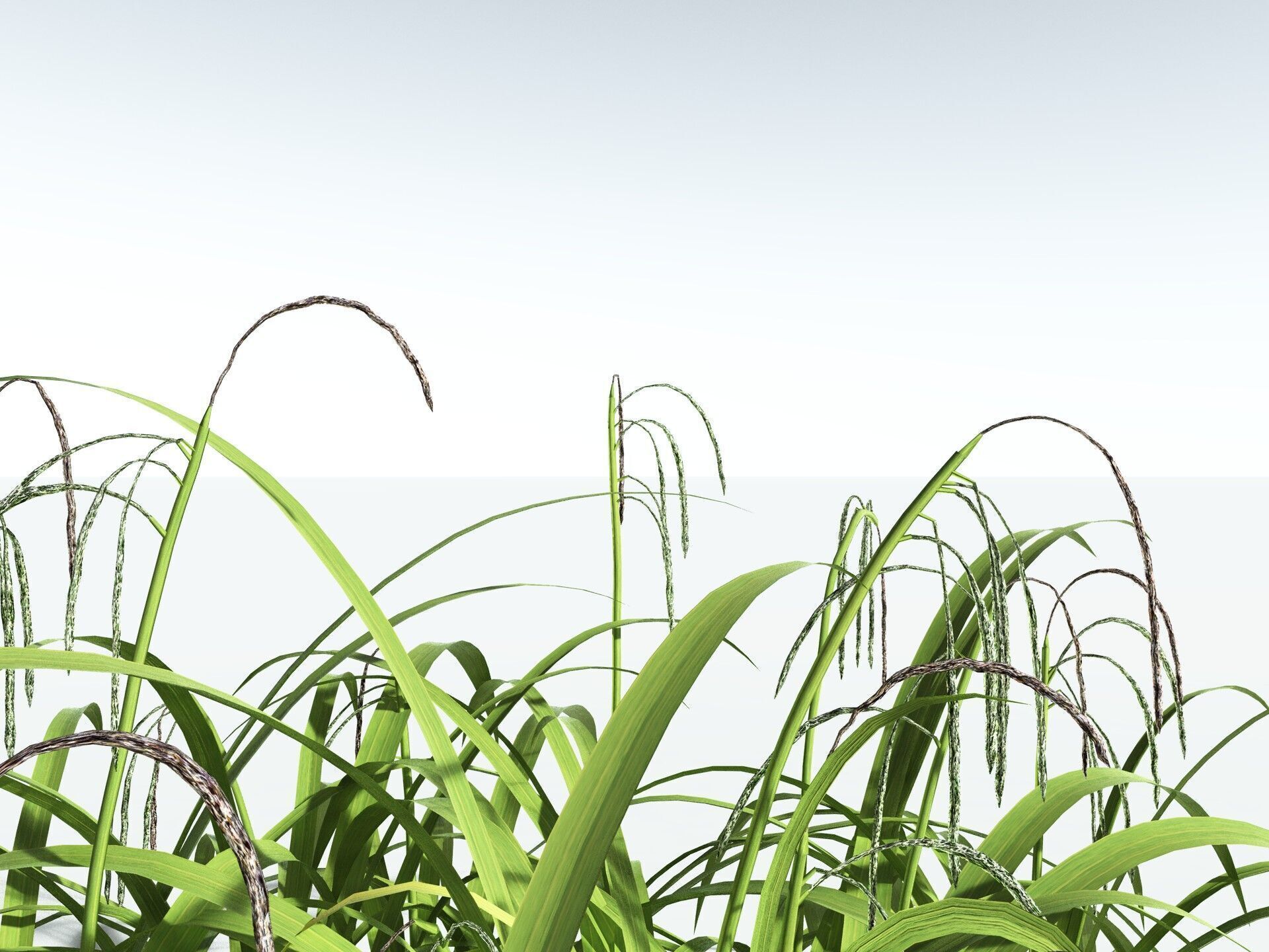 EVERYPlant Pendulous Sedge LowPoly Low-poly 3D model_23