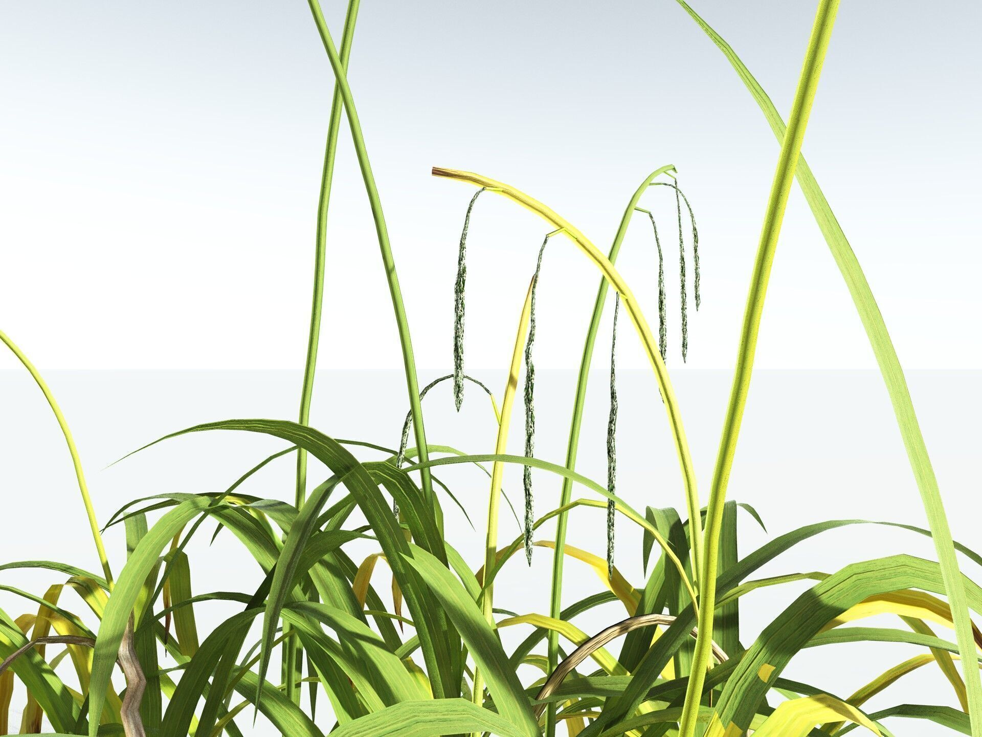 EVERYPlant Pendulous Sedge LowPoly Low-poly 3D model_15