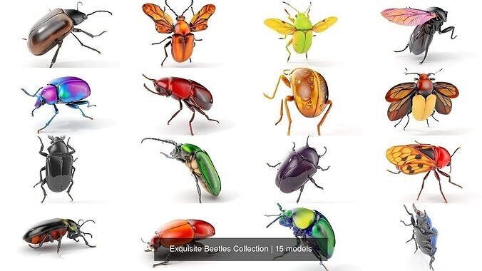 Exquisite Beetles Collection 