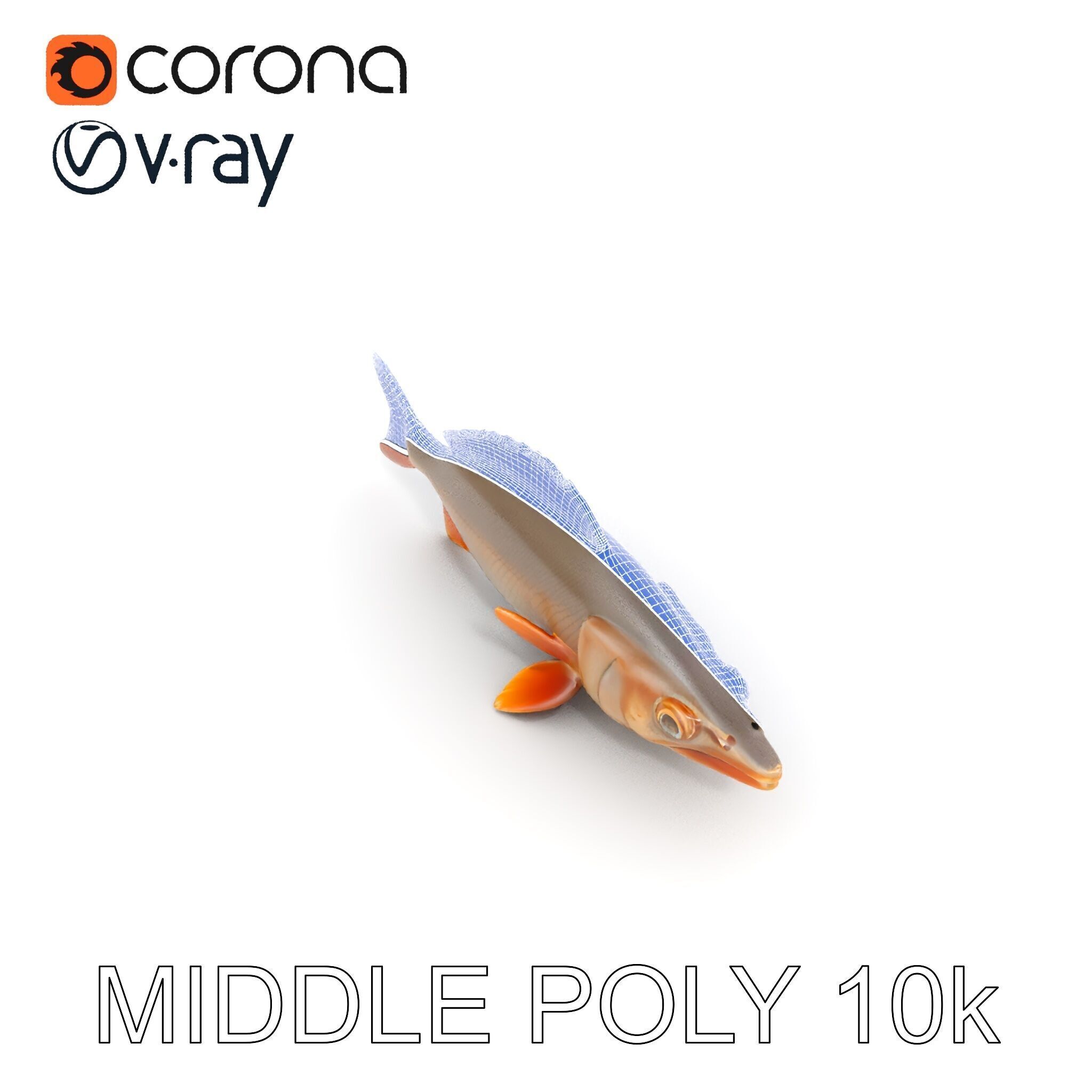 Realistic Fish Model Pack for Animation and Rendering Low-poly 3D model_13