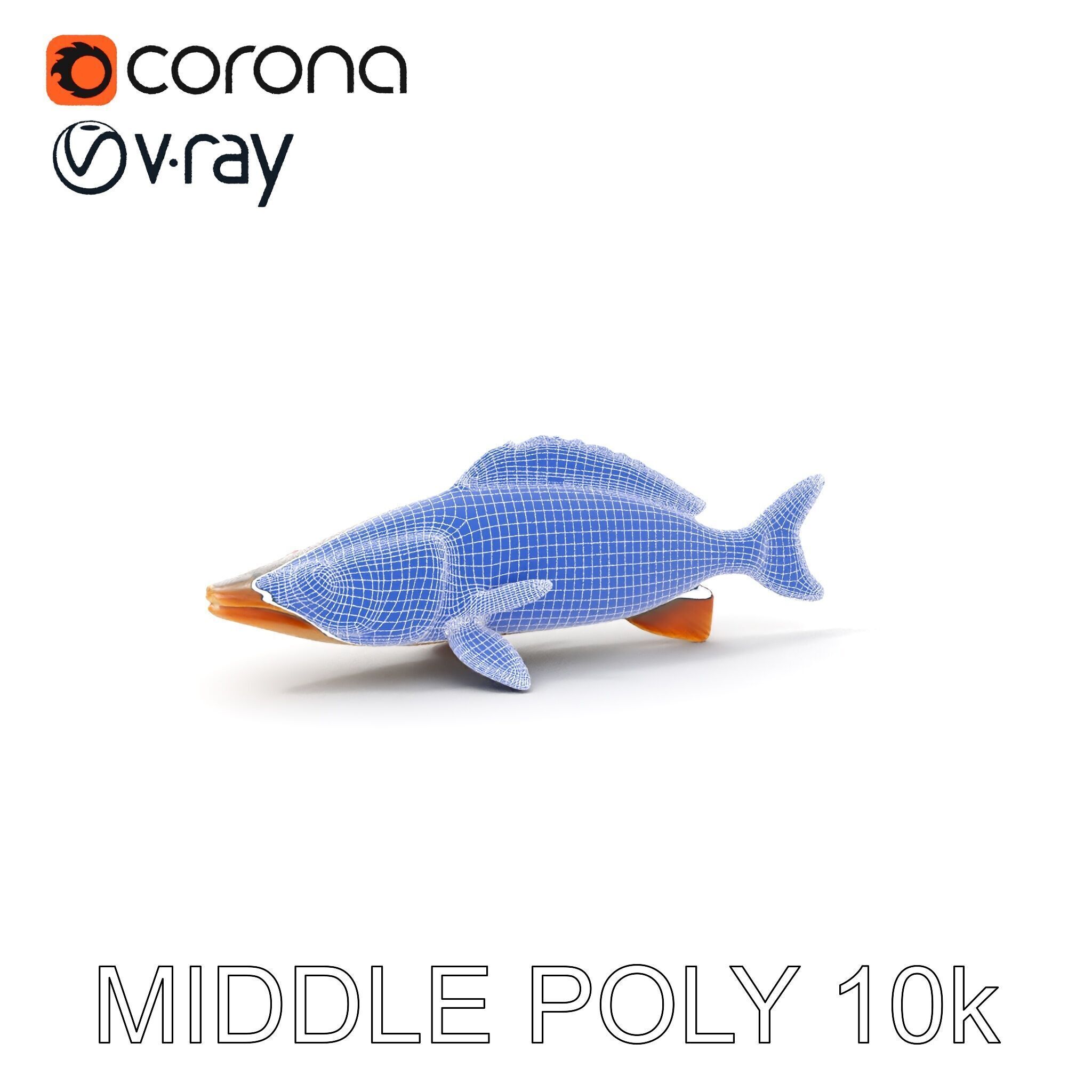 Realistic Fish Model Pack for Animation and Rendering Low-poly 3D model_11