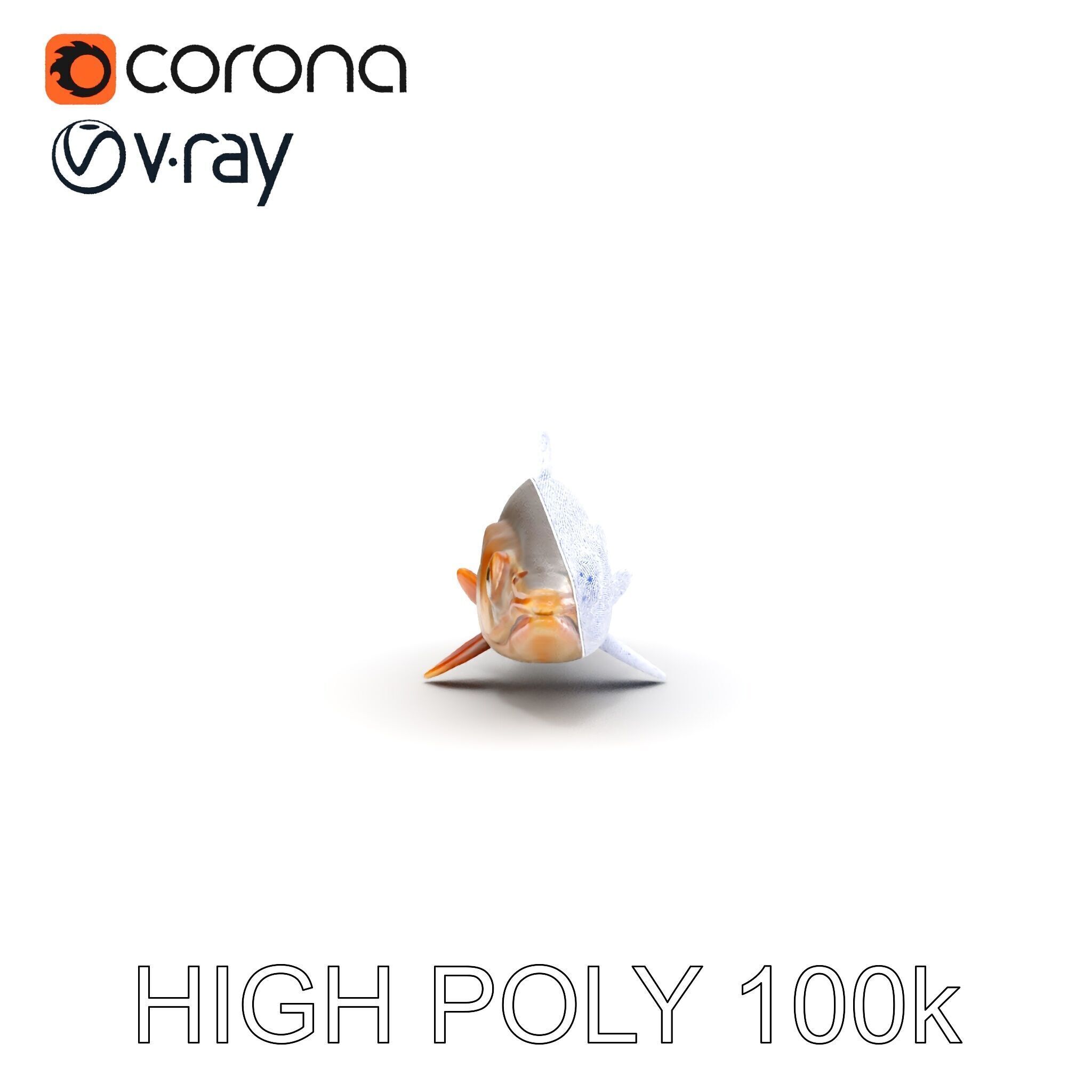 Realistic Fish Model Pack for Animation and Rendering Low-poly 3D model_32