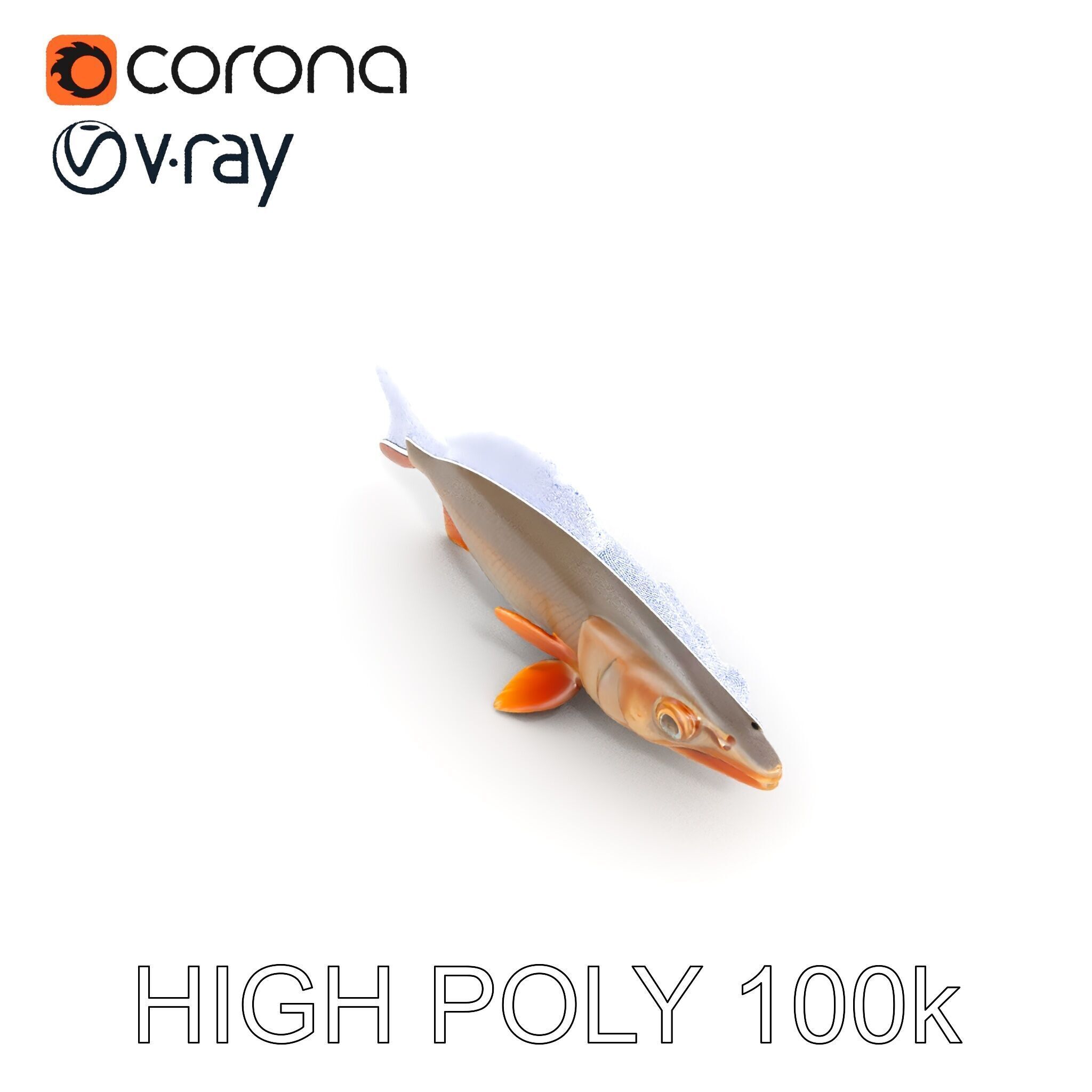 Realistic Fish Model Pack for Animation and Rendering Low-poly 3D model_29
