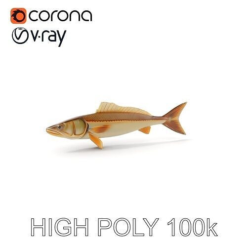 Detailed Fish Model Pack for D Rendering and Animation Low-poly 3D model
