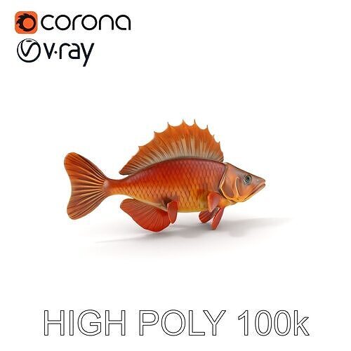 Realistic Perch Fish Model Pack for D Design and Animation Low-poly 3D model