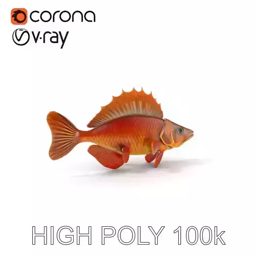 Realistic Perch Fish Model Pack for D Design and Animation Low-poly 3D model