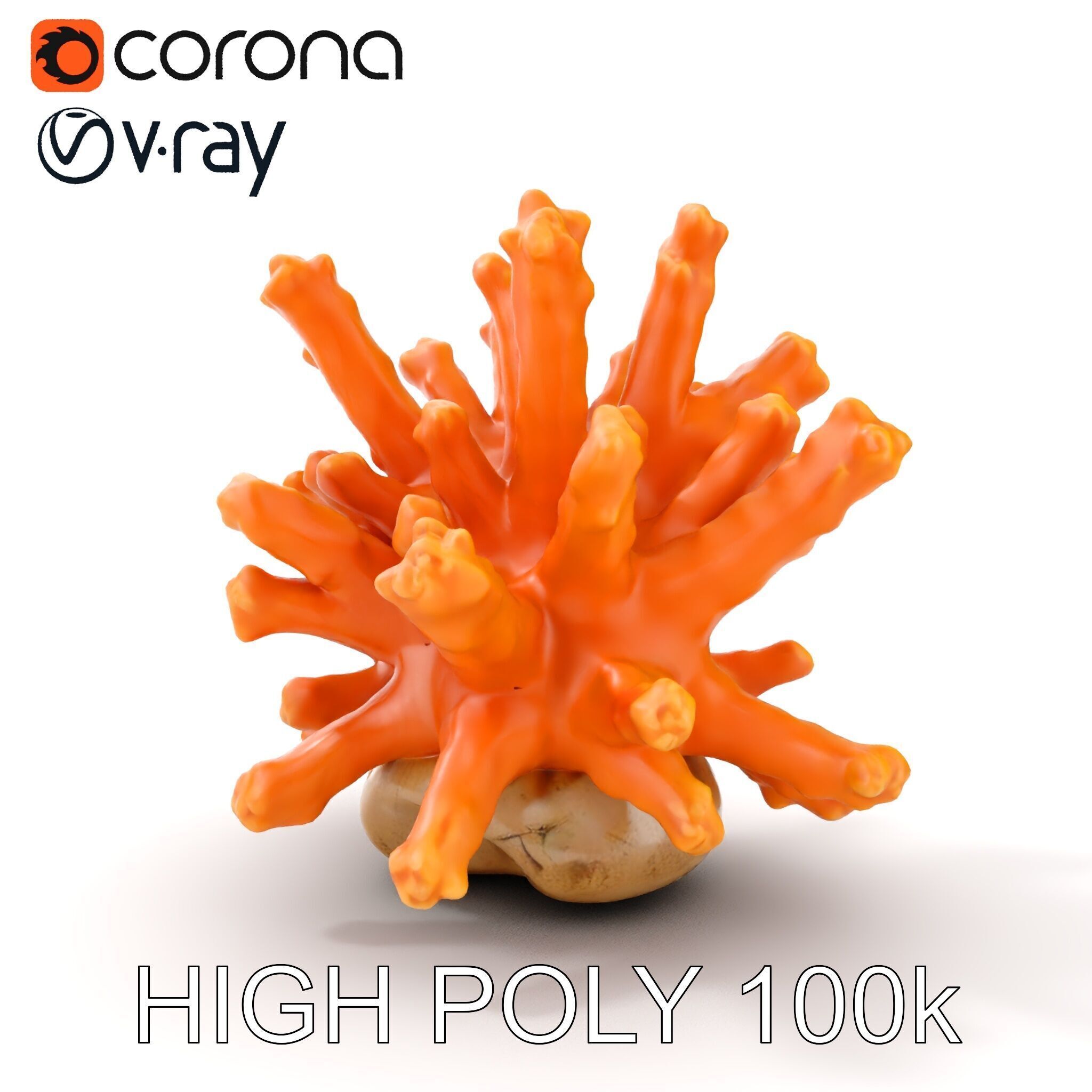 Realistic Coral Reef Model Pack Low-poly 3D model_12